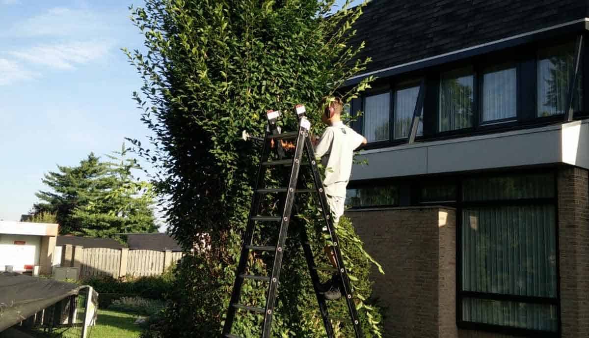 Hovenier tuinontwerp, -aanleg en -onderhoud