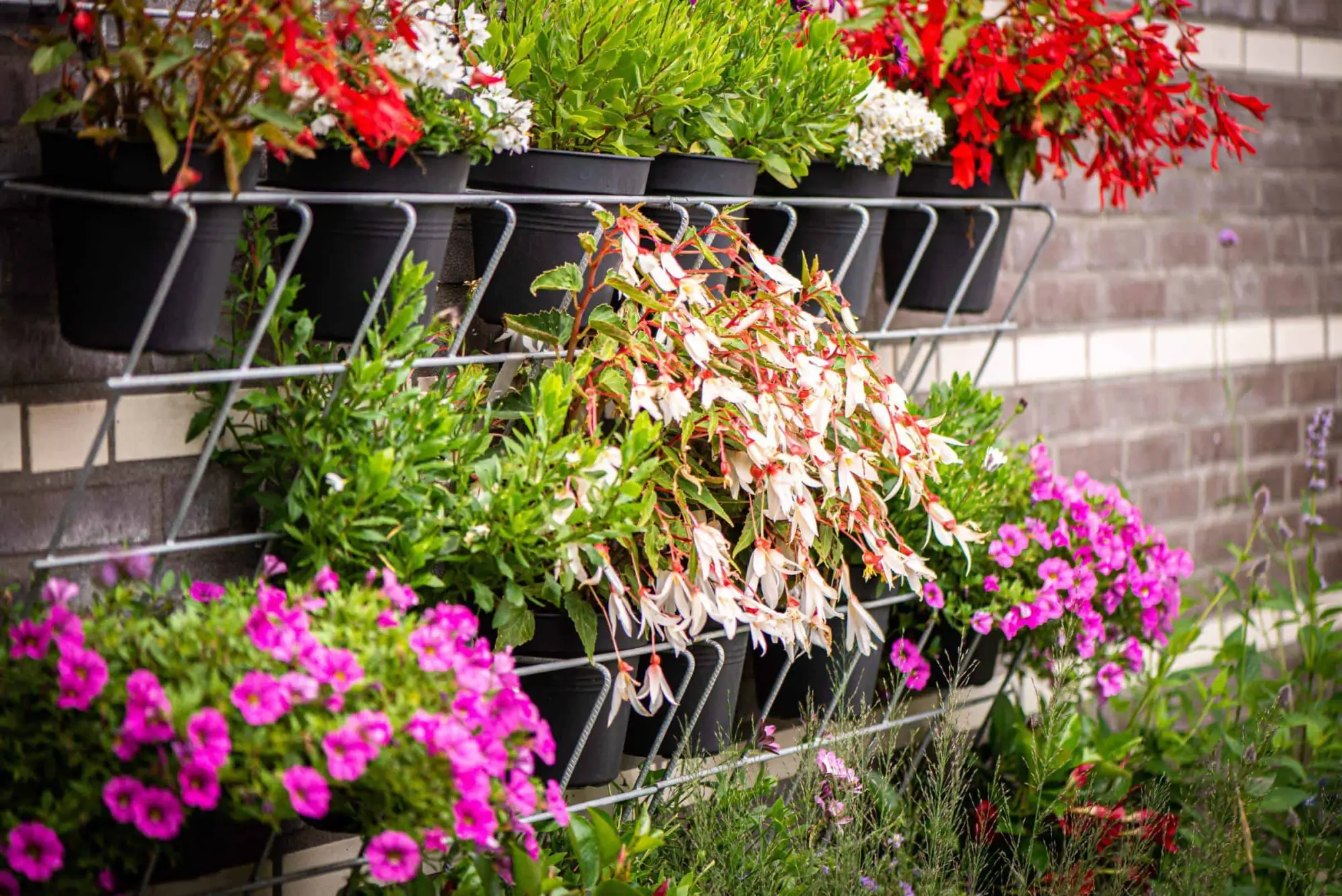 Wand met bloeiende planten in meerdere plantenbakken